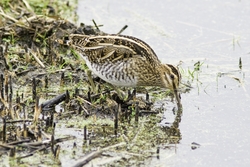 Common Snipe