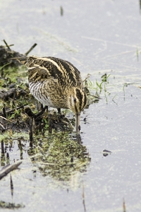 Common Snipe