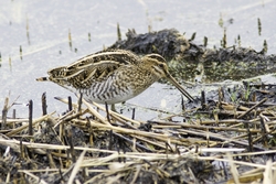 Common Snipe
