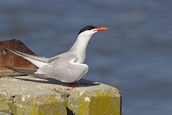 Common Tern