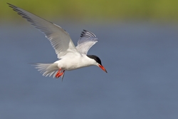 Common Tern