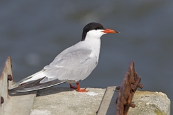 Common Tern