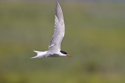 Common Tern