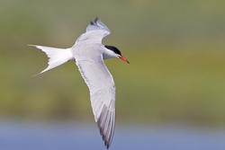 Common Tern