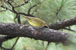 Connecticut Warbler