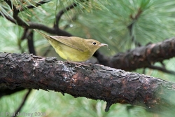 Connecticut Warbler
