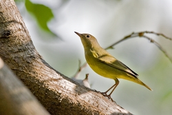 Connecticut Warbler
