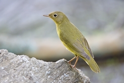 Connecticut Warbler