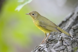 Connecticut Warbler
