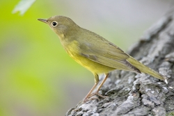 Connecticut Warbler