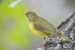 Connecticut Warbler
