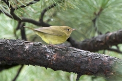 Connecticut Warbler