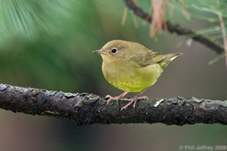 Connecticut Warbler