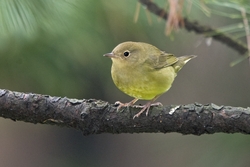 Connecticut Warbler