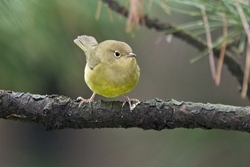 Connecticut Warbler