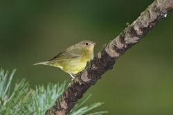 Connecticut Warbler