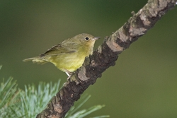Connecticut Warbler