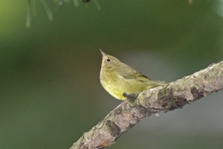 Connecticut Warbler