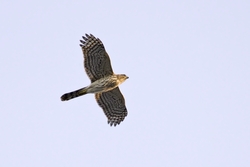Cooper's Hawk