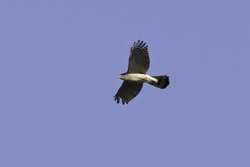 Cooper's Hawk