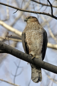 Cooper's Hawk