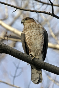 Cooper's Hawk