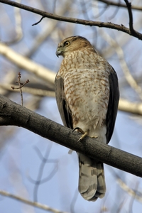 Cooper's Hawk