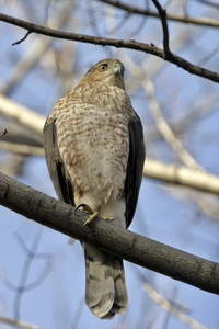 Cooper's Hawk