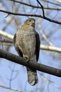 Cooper's Hawk