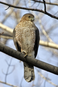 Cooper's Hawk