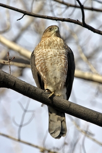 Cooper's Hawk
