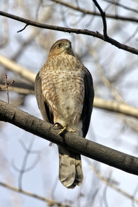 Cooper's Hawk