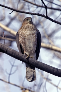 Cooper's Hawk