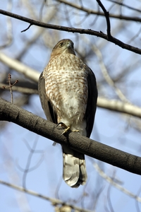 Cooper's Hawk