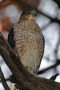 Cooper's Hawk