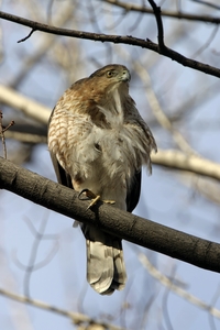 Cooper's Hawk