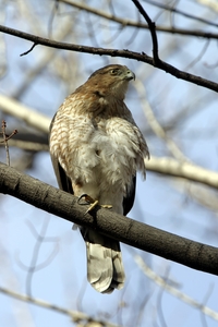 Cooper's Hawk