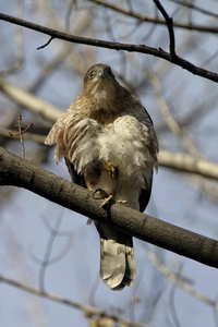 Cooper's Hawk