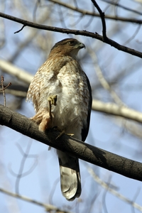 Cooper's Hawk