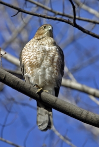 Cooper's Hawk