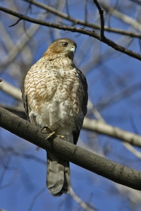 Cooper's Hawk