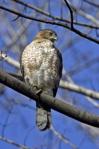 Cooper's Hawk