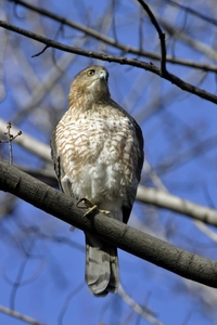 Cooper's Hawk