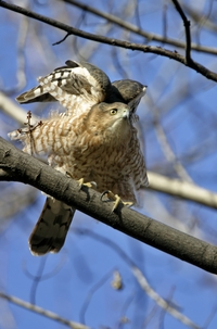 Cooper's Hawk