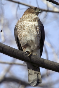 Cooper's Hawk