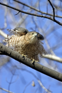 Cooper's Hawk