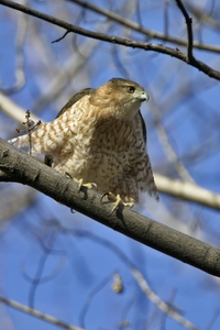 Cooper's Hawk