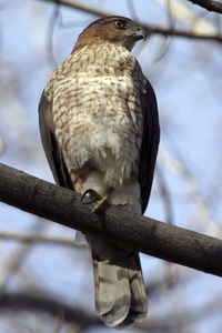Cooper's Hawk