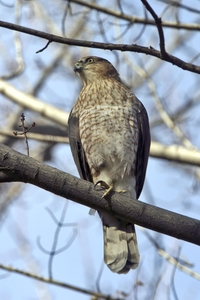 Cooper's Hawk