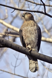 Cooper's Hawk